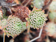 Petrosedum forsterianum