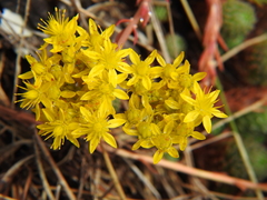 Petrosedum forsterianum
