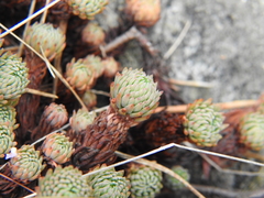 Petrosedum forsterianum