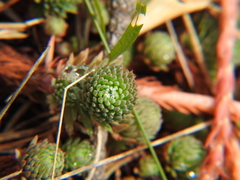 Petrosedum forsterianum