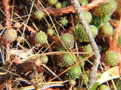 Petrosedum forsterianum