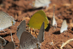 Eurema brigitta
