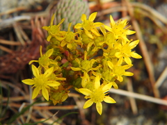 Petrosedum forsterianum