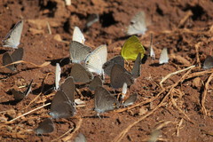 Eurema brigitta