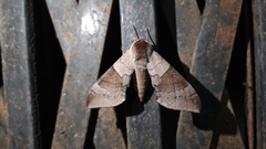 Clanidopsis