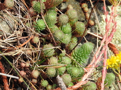Petrosedum forsterianum
