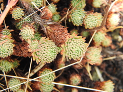 Petrosedum forsterianum