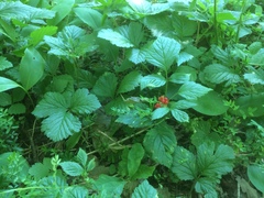 Rubus saxatilis