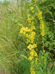 Verbascum nigrum