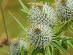 Cirsium vulgare
