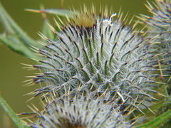 Cirsium vulgare