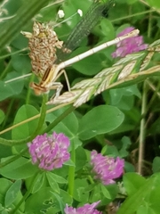 Platycnemis pennipes