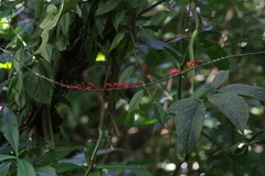 Odontonema