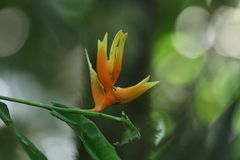 Heliconia aurantiaca