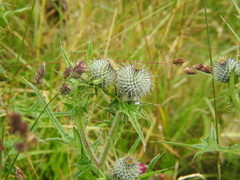 Cirsium vulgare