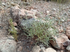 Launaea arborescens