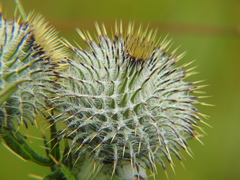 Cirsium vulgare