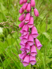 Digitalis purpurea