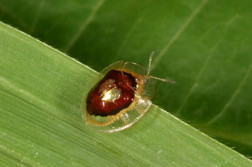 Charidotella puella · iNaturalist