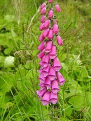 Digitalis purpurea