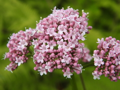 Valeriana officinalis