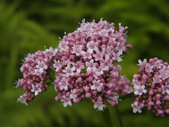 Valeriana officinalis