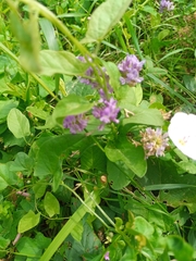 Convolvulus arvensis