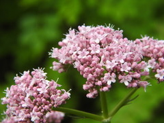 Valeriana officinalis