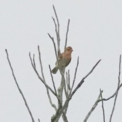 Carpodacus erythrinus