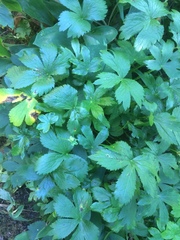Astrantia major