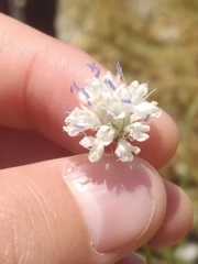 Cephalaria joppensis
