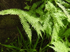 Athyrium filix-femina
