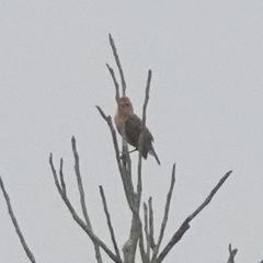 Carpodacus erythrinus