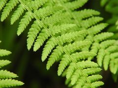 Athyrium filix-femina