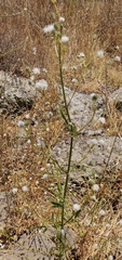 Cephalaria joppensis