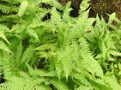 Athyrium filix-femina
