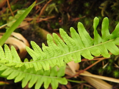 Polypodium vulgare