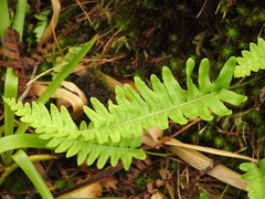 Polypodium vulgare