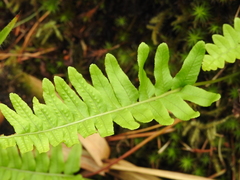 Polypodium vulgare