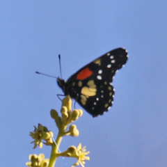 Chlosyne gaudialis gaudialis