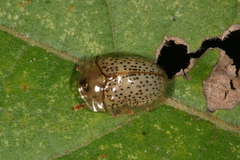Image of Cistudinella foveolata