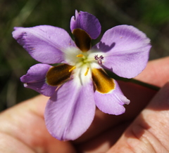 Aristea teretifolia