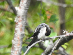 Hirundo rustica