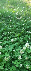 Trifolium repens
