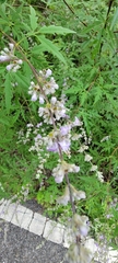 Vitex negundo heterophylla