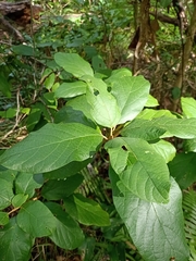 Gmelina leichhardtii