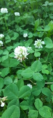 Trifolium repens