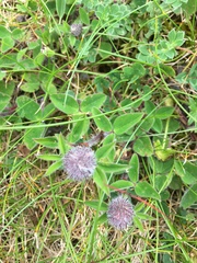 Trifolium medium