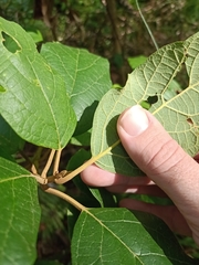 Gmelina leichhardtii