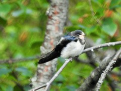 Hirundo rustica